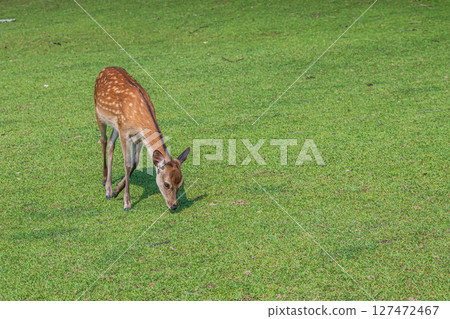 Deer in Nara Park Deer in Nara Park 127472467