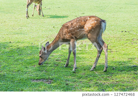 奈良公園的鹿 127472468