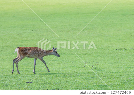 奈良公園的鹿 127472469