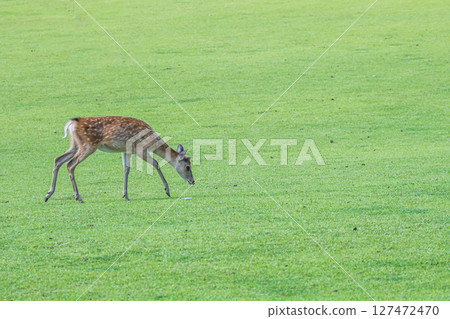 Deer in Nara Park Nara Park 127472470