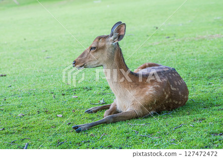 奈良公園的鹿 127472472