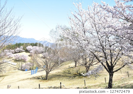 Cherry blossoms and blue sky viewed from the top of the hill 127472479