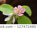 卡琳的花 127472480
