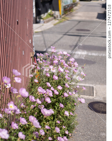 Pink Hiruzatsukimisou blooming on the roadside Pink Hiruzatsukimisou blooming on the roadside 127472518