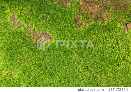 Closeup of fresh green moss on stone wall for background and design art work. Closeup of fresh green moss on stone wall for background and design art work. 127472524