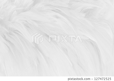 Beautiful white grey bird feathers pattern texture background. 127472525