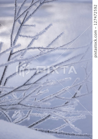 Frost that fell on the forest due to radiative cooling (around Onhara Kogen) 127472592
