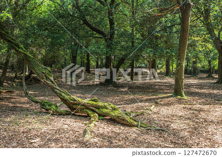 The forest of Tobihino Garden in Nara Park 127472670