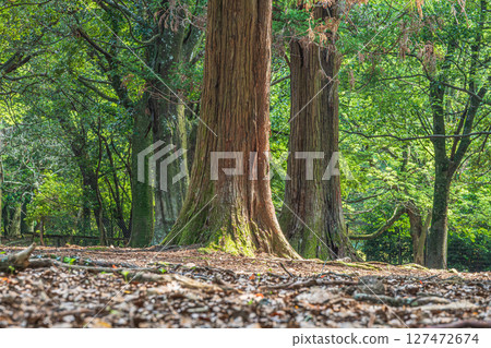 The forest of Tobihino Garden in Nara Park 127472674