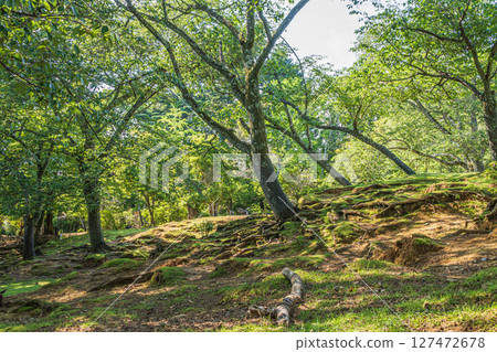 The trees of Nara Park The trees of Nara Park 127472678