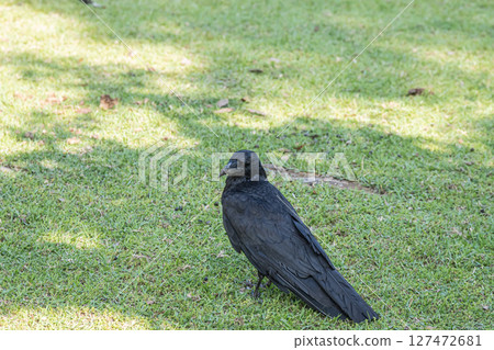 Crow (carrion crow) Crow (carrion crow) 127472681