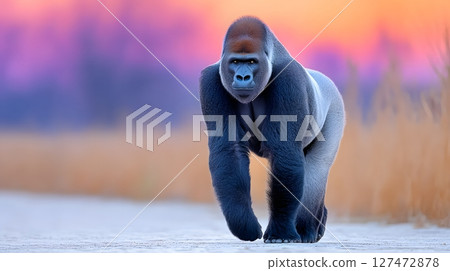 A majestic gorilla walks confidently through a serene landscape, showcasing its powerful physique against a stunning sunset backdrop. 127472878