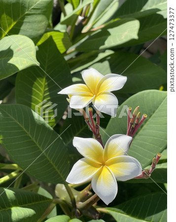 Plumeria 127473377