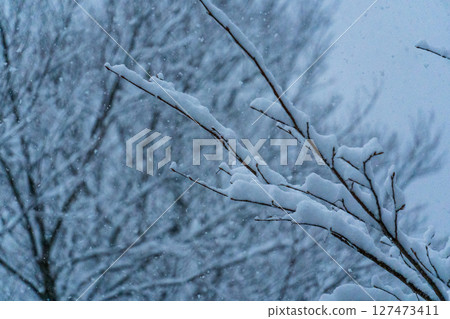 250317 Snow scene in Akiyamago 127473411