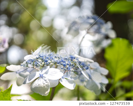 Hydrangea in the light 127473539
