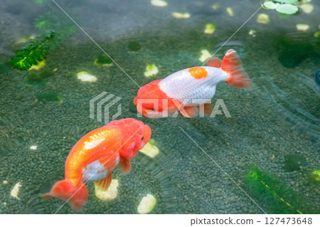 Goldfish in aquarium fish pond close up 127473648