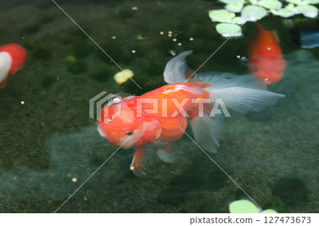 Goldfish swimming in aquarium fish pond close up Goldfish swimming in aquarium fish pond close up 127473673
