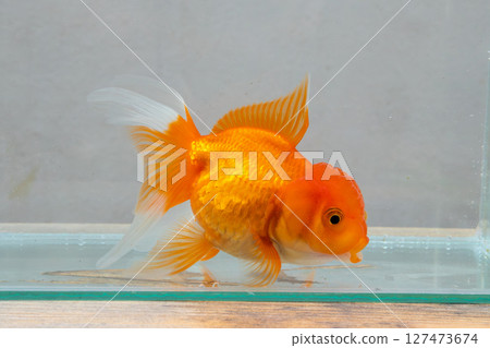 Oranda goldfish in aquarium fish tank close up Oranda goldfish in aquarium fish tank close up 127473674