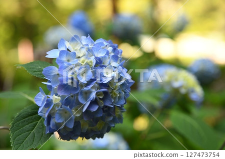 Blue hydrangea Blue hydrangea 127473754
