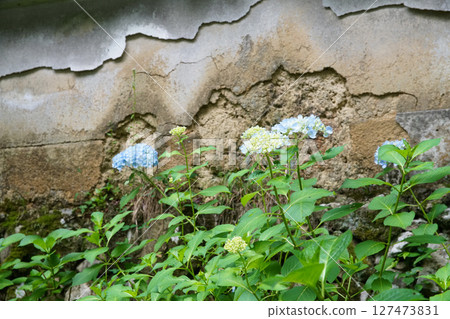 Hydrangea of Yanagiya Kannon Hydrangea of Yanagiya Kannon 127473831