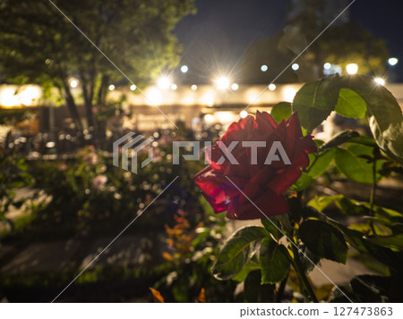 夜晚公園裡的紅玫瑰 夜晚公園裡的紅玫瑰 127473863