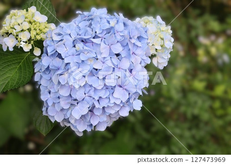 Big sized hydrangea 127473969
