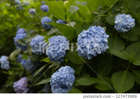 Kamakura under the rainy season sky - Hydrangea Temple Kamakura under the rainy season sky - Hydrangea Temple 127473989