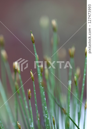 Cotton grass flower buds Cotton grass flower buds 127473993