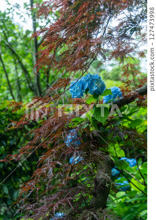 Kamakura under the rainy season sky - Hydrangea Temple 127473998
