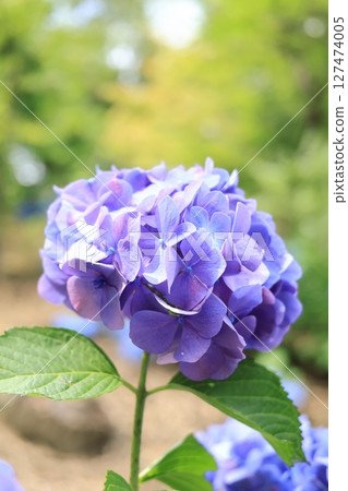 藍色繡球花 127474005