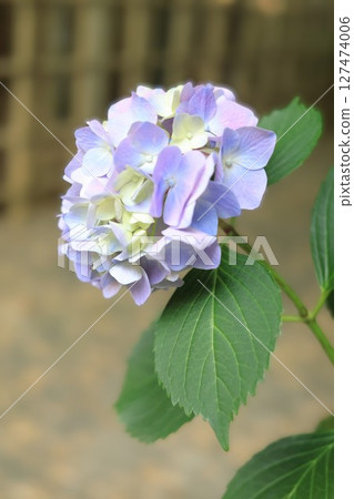 藍色繡球花 藍色繡球花 127474006