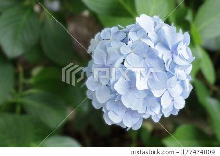 藍色繡球花 127474009