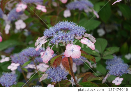 Hydrangea blooming Hydrangea blooming 127474046