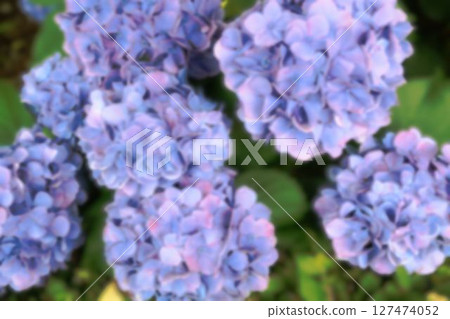 藍色繡球花提案作為背景 藍色繡球花提案作為背景 127474052