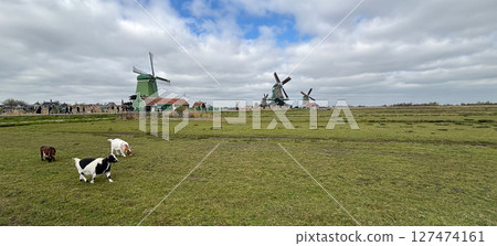 Goat roam freely in lush green field near traditional windmill. The sky is dotted with cloud, creating a serene atmosphere in a rural setting. Zaanse Schans, the dutch village of windmill. 127474161