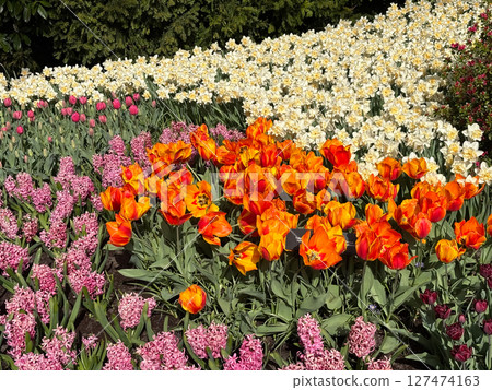A colorful display of flower showcases bright orange tulip amid cluster of pink hyacinth and white daffodil. This picturesque garden capture the essence of spring's beauty and vibrancy. 127474163