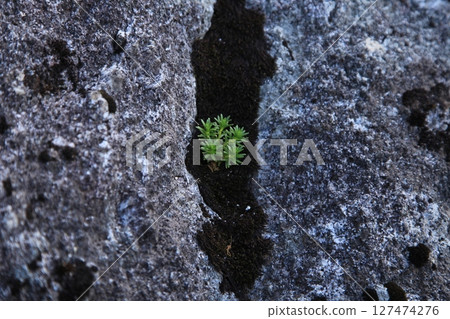 Plants growing in the rock Plants growing in the rock 127474276