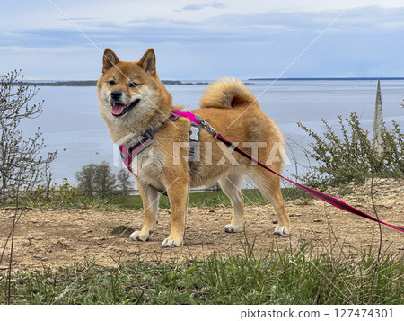 Adorable red Shiba Inu dog happily walking on lush green gras Adorable red Shiba Inu dog happily walking on lush green gras 127474301