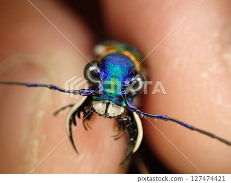 Big belly ant Big belly ant 127474421