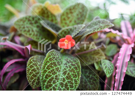 Red flower and green leaves of Episcia plant, also known as flame violet, in close view. Vibrant tropical foliage and blossom, ideal for background or design Red flower and green leaves of Episcia plant, also known as flame violet, in close view. Vibrant tropical foliage and blossom, ideal for background or design 127474449