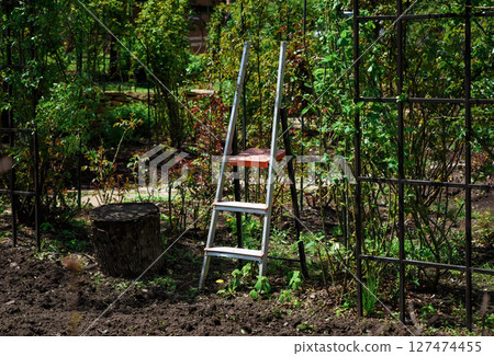Garden scene with a metal step ladder and tree stump among green plants and soil beds, ideal for gardening or landscaping themes, no people visible. 127474455
