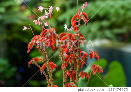Close-up of Begonia ferox with red textured leaves and delicate pink flowers, captured in a lush tropical garden with blurred green background. Close-up of Begonia ferox with red textured leaves and delicate pink flowers, captured in a lush tropical garden with blurred green background. 127474475
