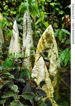 Natural stone formations resembling stalagmites surrounded by lush tropical foliage, creating a unique texture and contrast in a rainforest setting. 127474482