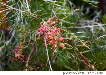 Close-up of Grevillea juniperina with vibrant red flowers and needle-like leaves, highlighting its unique texture and beauty in natural outdoor setting. Close-up of Grevillea juniperina with vibrant red flowers and needle-like leaves, highlighting its unique texture and beauty in natural outdoor setting. 127474484