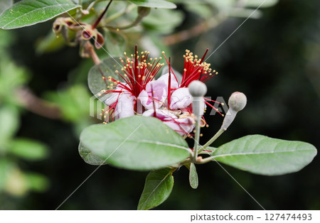 Close-up of Feijoa sellowiana flowers in bloom, showing vivid red stamens, white petals, and green leaves in natural light. 127474493