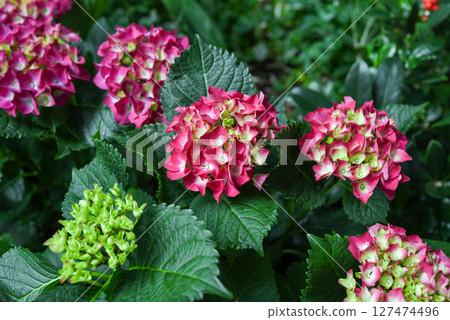 Pink and green Hydrangea macrophylla flowers growing in lush greenery of a botanical garden with large textured leaves under natural light. Pink and green Hydrangea macrophylla flowers growing in lush greenery of a botanical garden with large textured leaves under natural light. 127474496