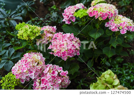 Pink Hydrangea macrophylla Peppermint bush in bloom in garden, known as Bigleaf or French Hydrangea. Ornamental plant, Hydrangeaceae family. 127474500