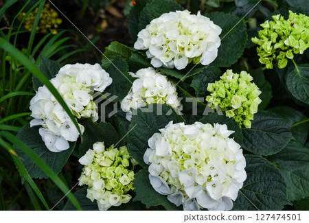 White Hydrangea macrophylla Florencia blooming in garden, also called Bigleaf or French Hydrangea. Decorative plant, family Hydrangeaceae. 127474501