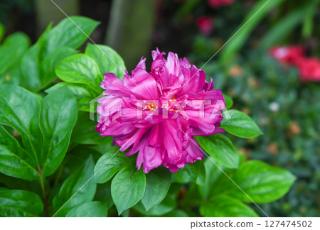 Closeup of blooming pink peony Victoire de la Marne with lush petals in a garden, showing detailed texture and vibrant color in natural light Closeup of blooming pink peony Victoire de la Marne with lush petals in a garden, showing detailed texture and vibrant color in natural light 127474502
