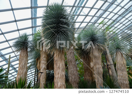 Tall Yucca rostrata plants growing in a greenhouse with a glass roof, showcasing their dense spiky foliage and shaggy trunks in a lush botanical setting. 127474510